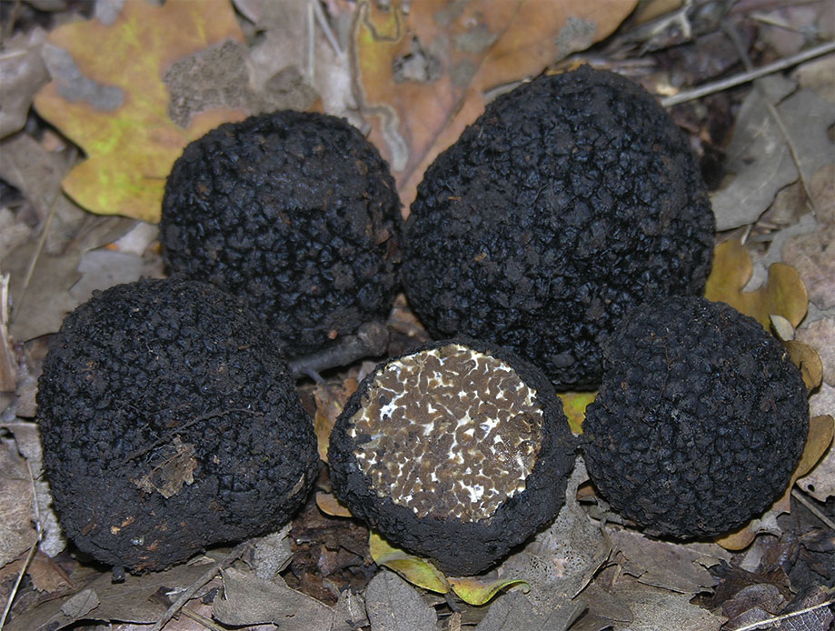 Burgundy truffles