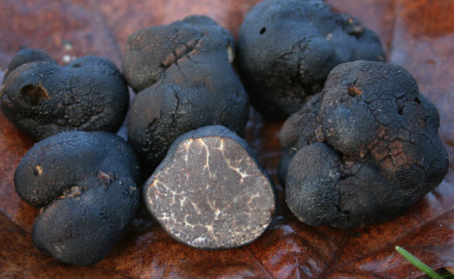 Garlic truffles