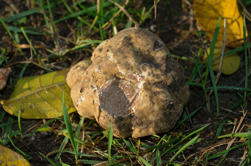 White truffles