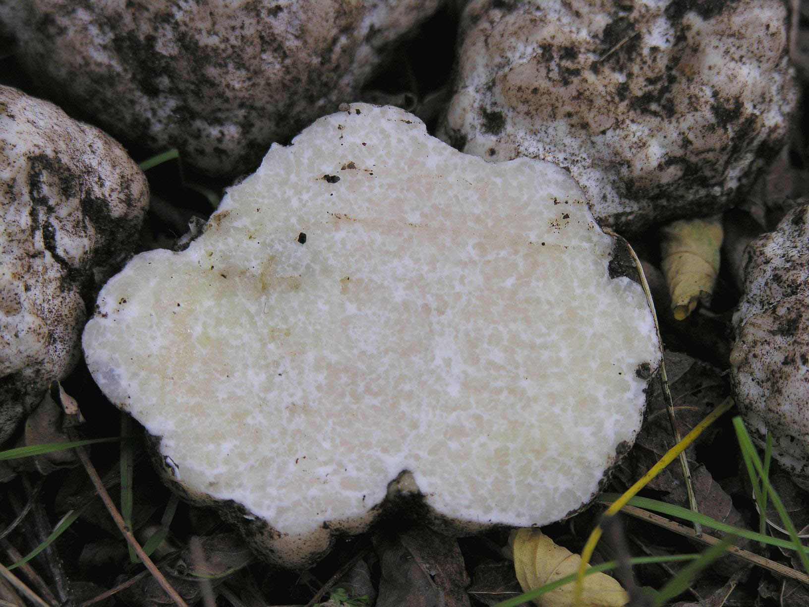 Honey truffles