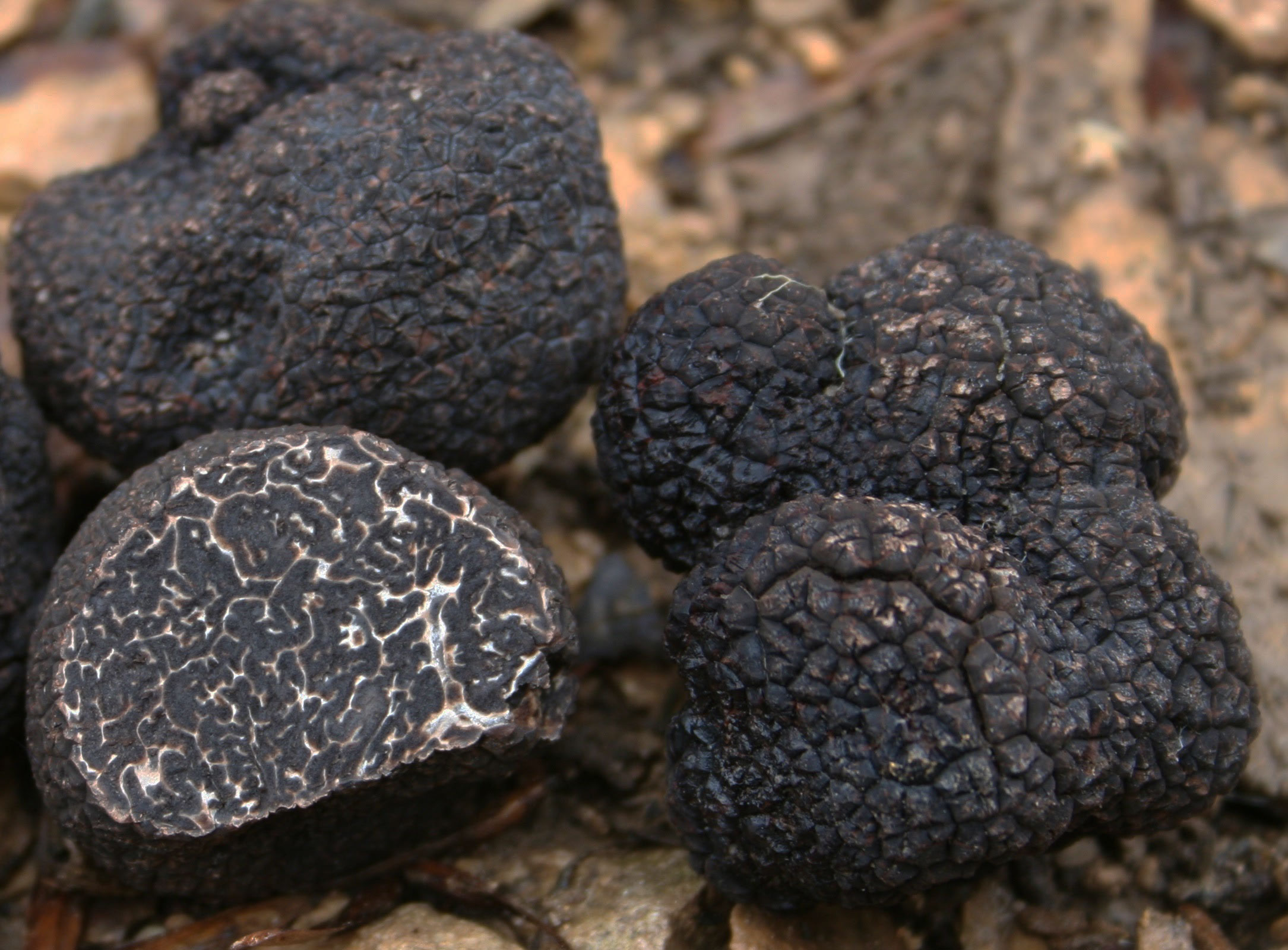 Périgord truffles