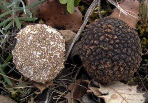 Summer truffles